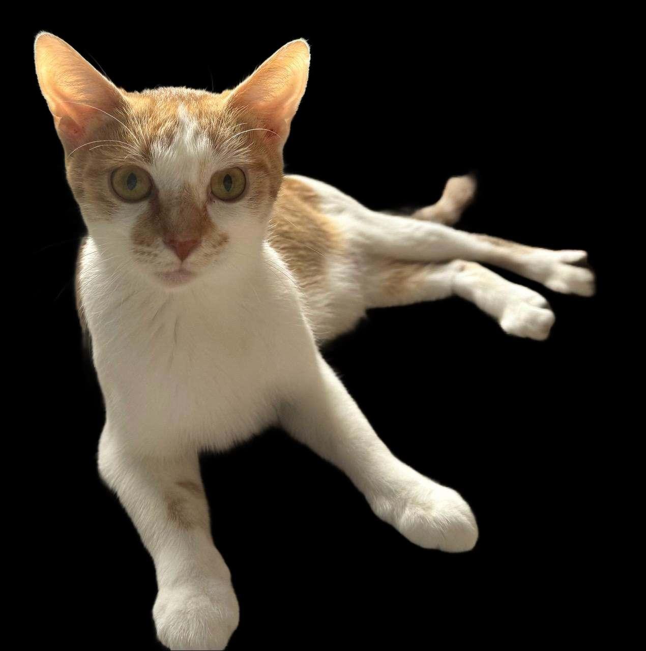 Enlarge Whisper26, a Adoptable Domestic Short Hair in Nashville, TN image 1/3