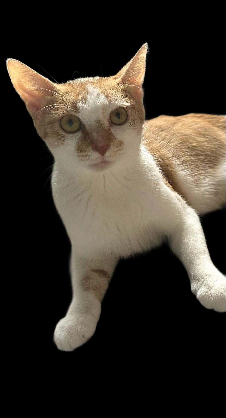 Enlarge Whisper26, a Adoptable Domestic Short Hair in Nashville, TN image 2/3