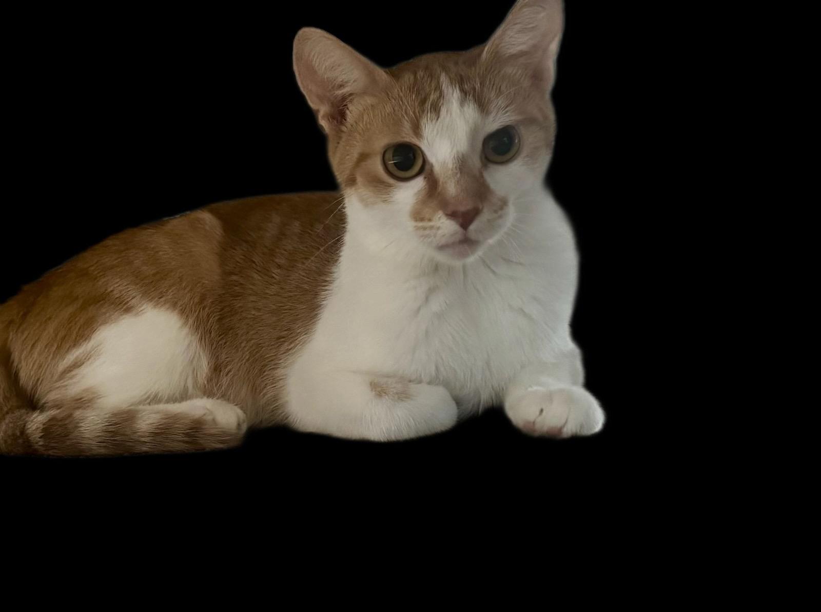 Enlarge Whisper26, a Adoptable Domestic Short Hair in Nashville, TN image 3/3