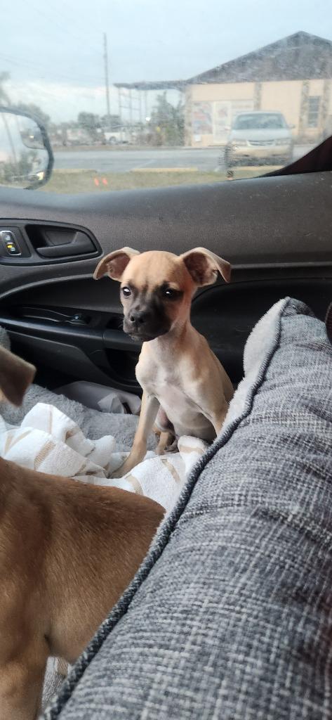Tinsel, Adoptable, Puppy Female Chihuahua & Mixed Breed.