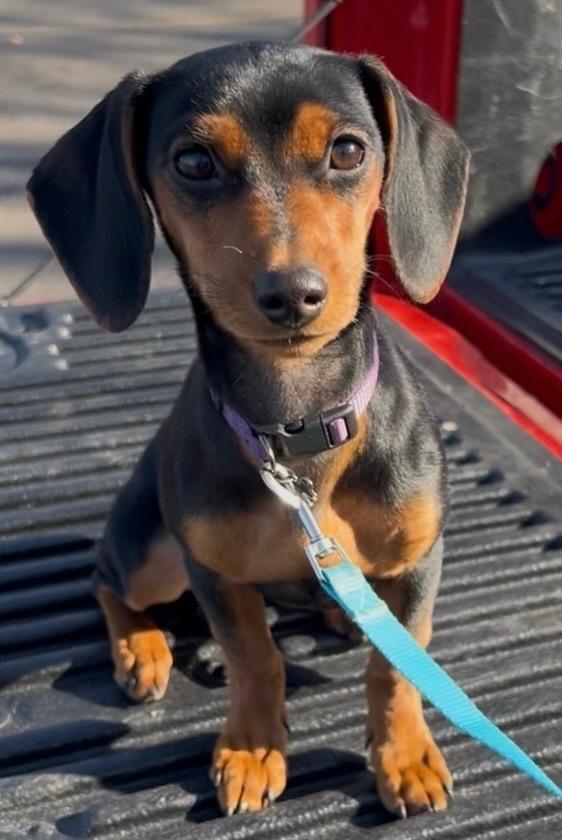 Enlarge 1028 Vienna, a Adoptable mixed breed in Lansing, IL image 1/6