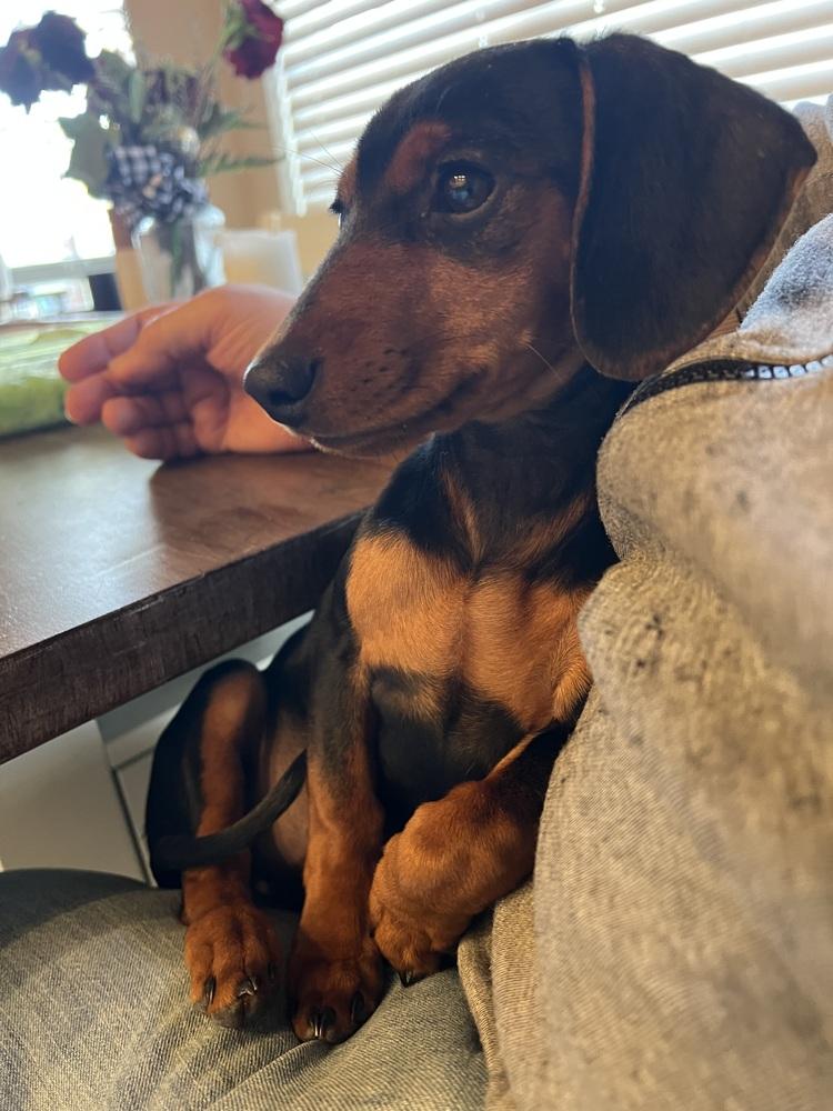 Enlarge 1028 Vienna, a Adoptable mixed breed in Lansing, IL image 2/6