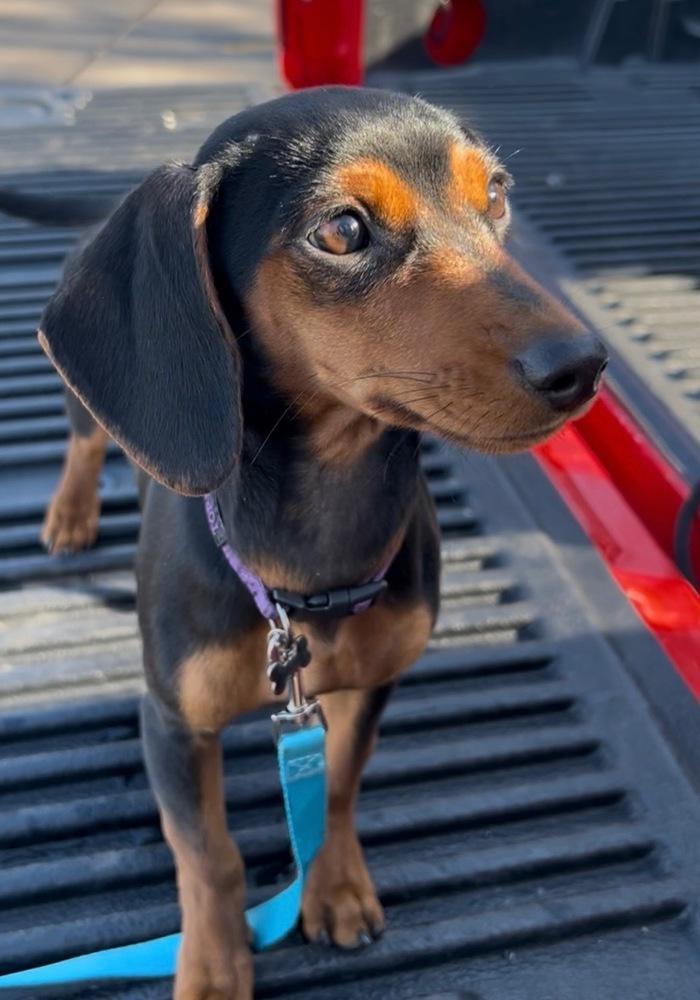 Enlarge 1028 Vienna, a Adoptable mixed breed in Lansing, IL image 4/6