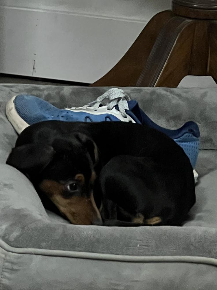 Enlarge 1028 Vienna, a Adoptable mixed breed in Lansing, IL image 6/6