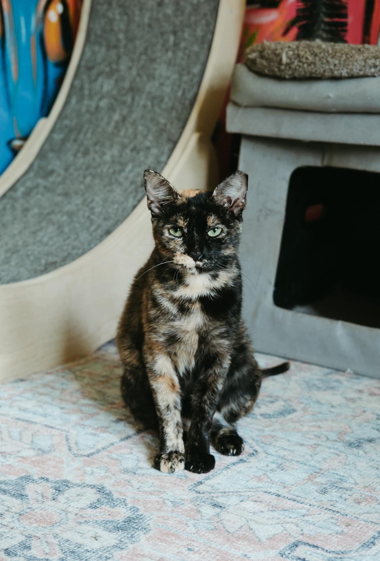 Sully, adopted, Adult Female Domestic Short Hair.