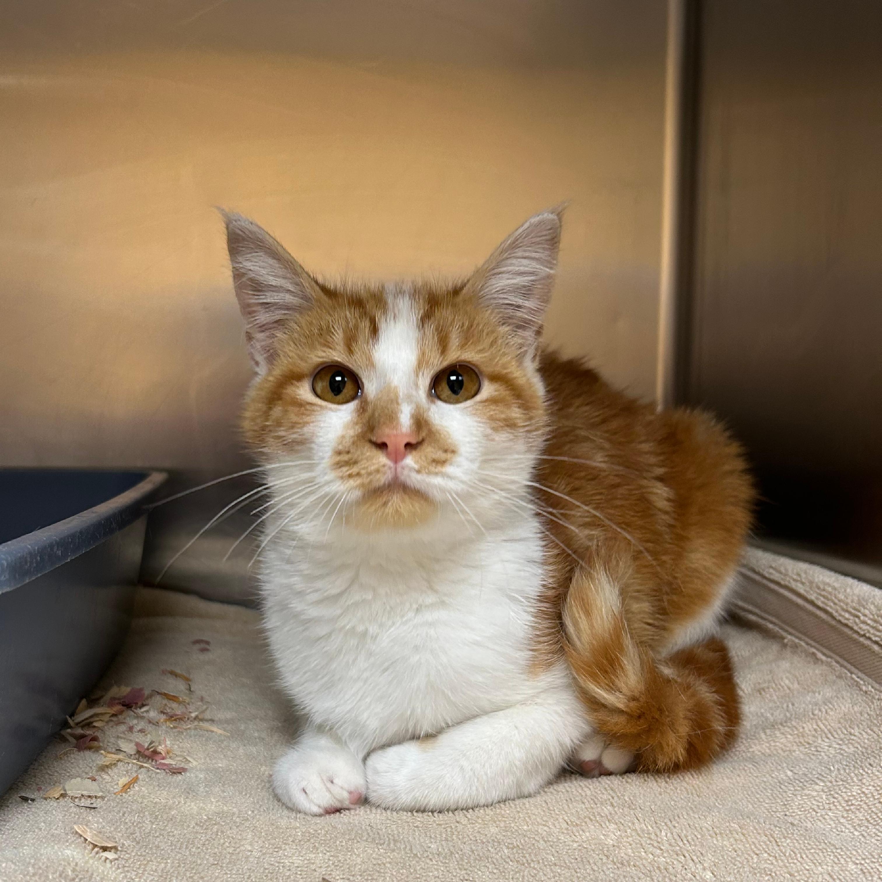 Cal, Adoptable, Kitten Male Domestic Short Hair.
