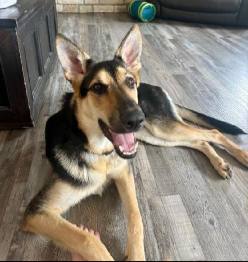Enlarge REMI, an adopted mixed breed in Carroll, OH image 1/3