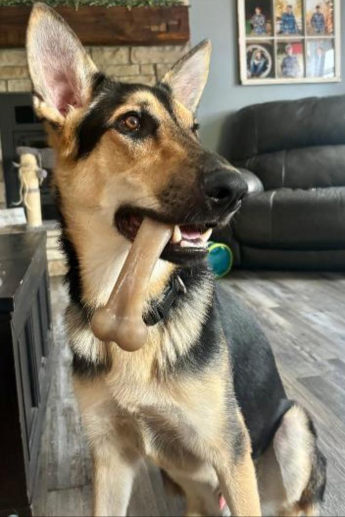 Enlarge REMI, an adopted mixed breed in Carroll, OH image 2/3