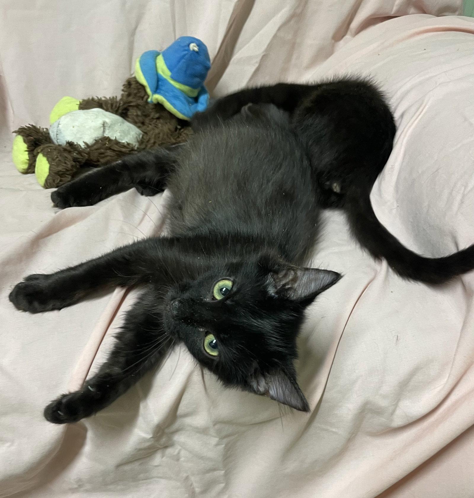 Enlarge Woody, a Adoptable Domestic Medium Hair in Stover, MO image 1/3