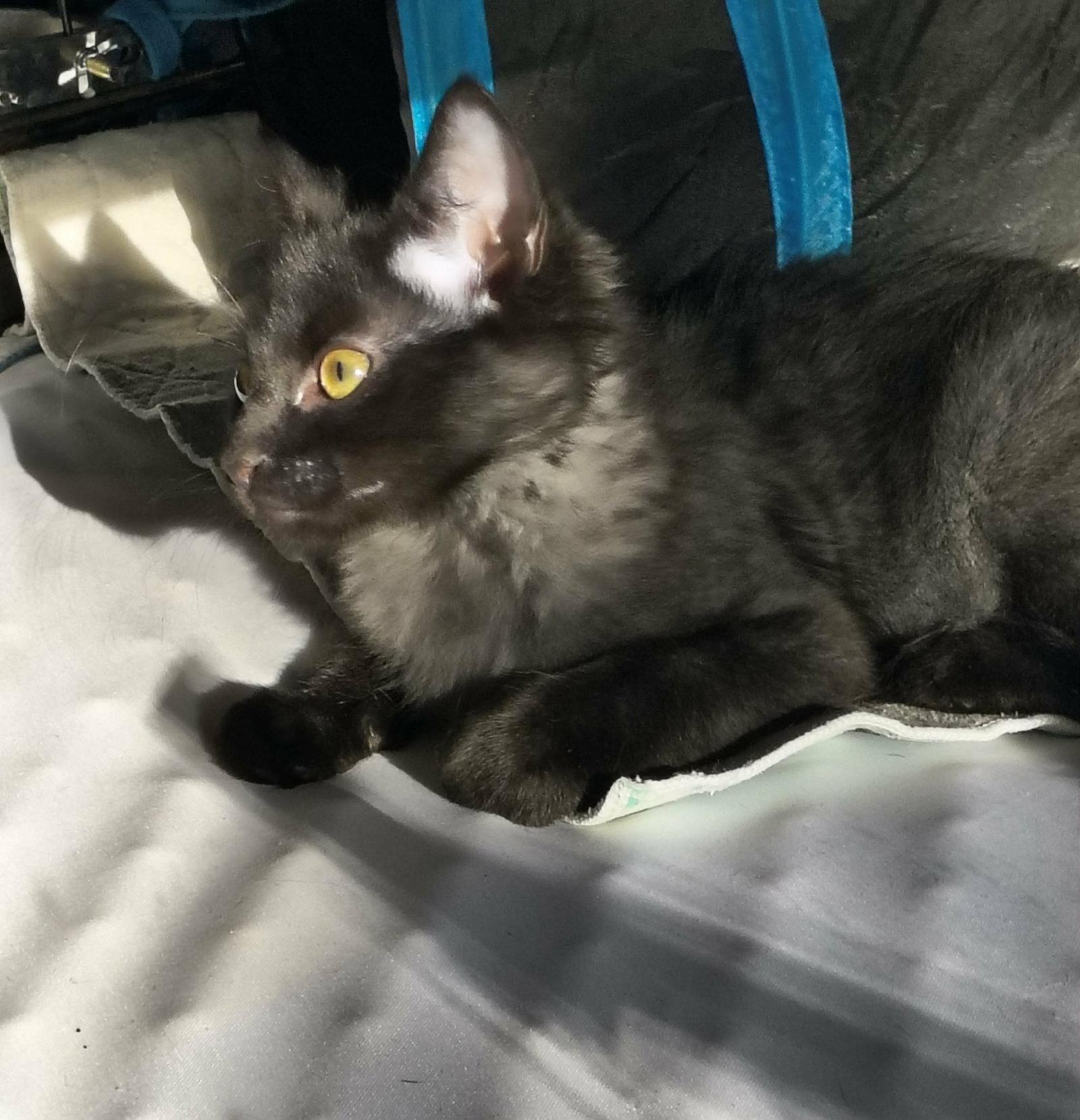 Enlarge Woody, a Adoptable Domestic Medium Hair in Stover, MO image 2/3
