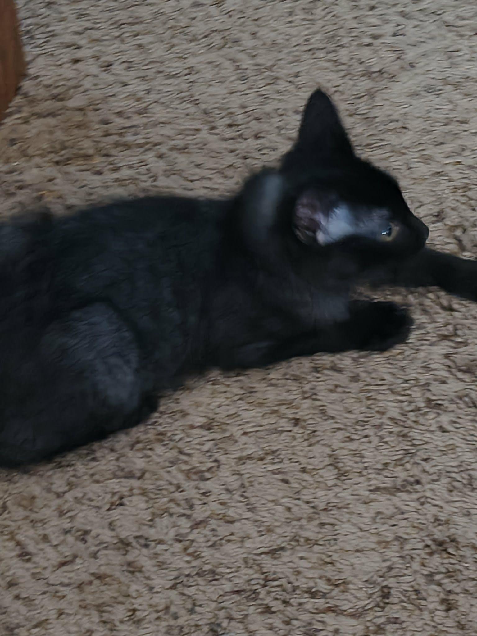 Enlarge Woody, a Adoptable Domestic Medium Hair in Stover, MO image 3/3