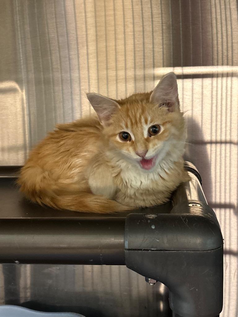 Juliet, Adoptable, Kitten Female Domestic Long Hair.