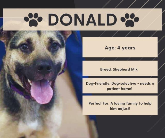 Enlarge Donald, a Adoptable mixed breed in Princeton, MA image 1/5