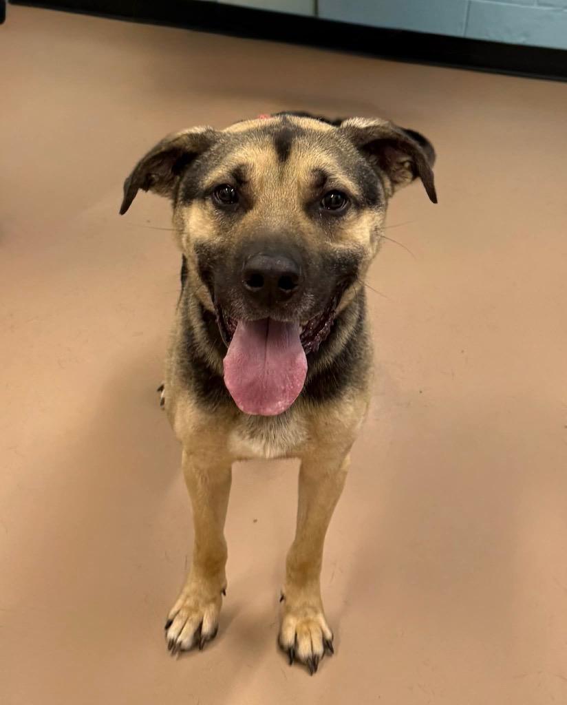 Enlarge Donald, a Adoptable mixed breed in Princeton, MA image 2/5