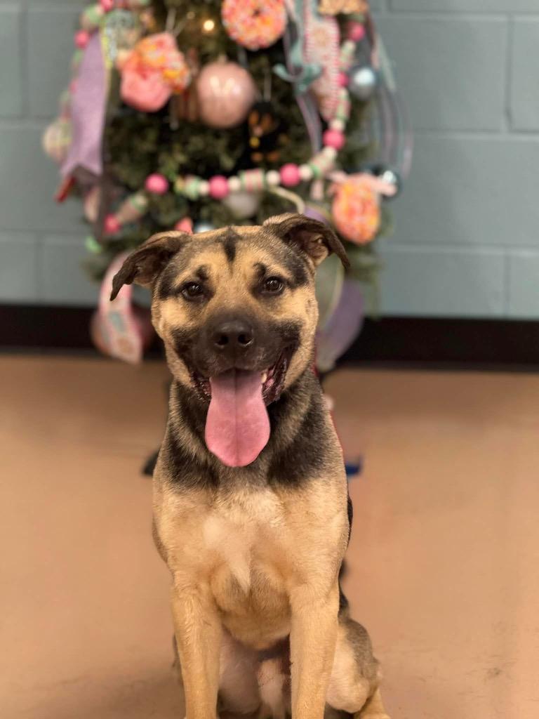 Enlarge Donald, a Adoptable mixed breed in Princeton, MA image 3/5