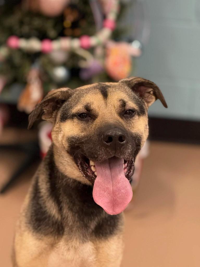 Enlarge Donald, a Adoptable mixed breed in Princeton, MA image 5/5