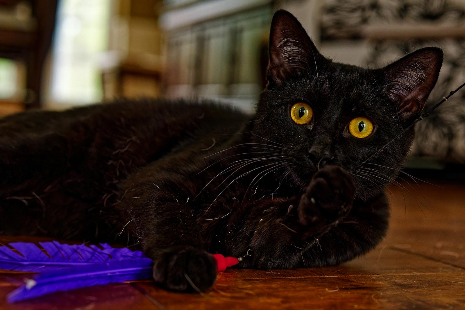 Enlarge Jack and Rose, a ADOPTABLE Domestic Short Hair in Leesburg, VA image 5/6