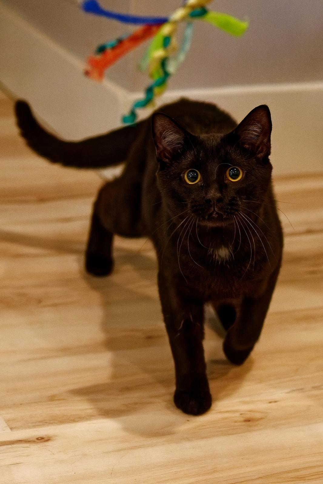 Enlarge Jack and Rose, a ADOPTABLE Domestic Short Hair in Leesburg, VA image 4/6