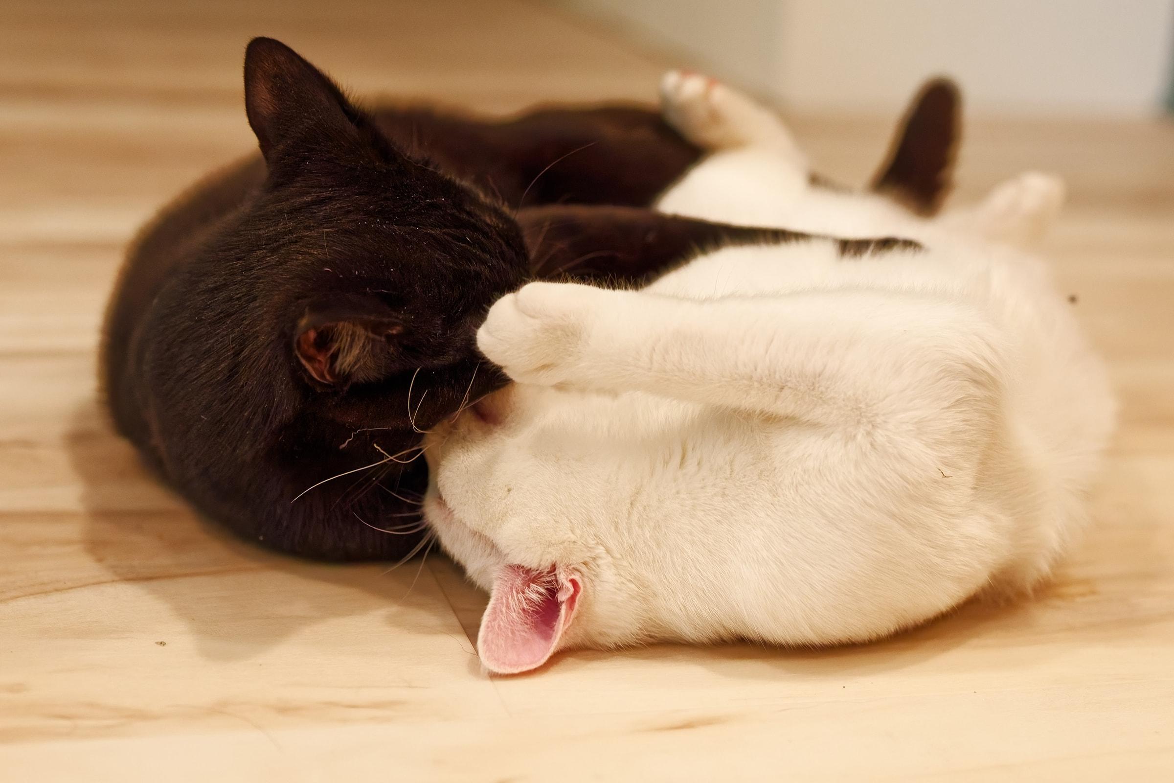 Enlarge Jack and Rose, a ADOPTABLE Domestic Short Hair in Leesburg, VA image 3/6