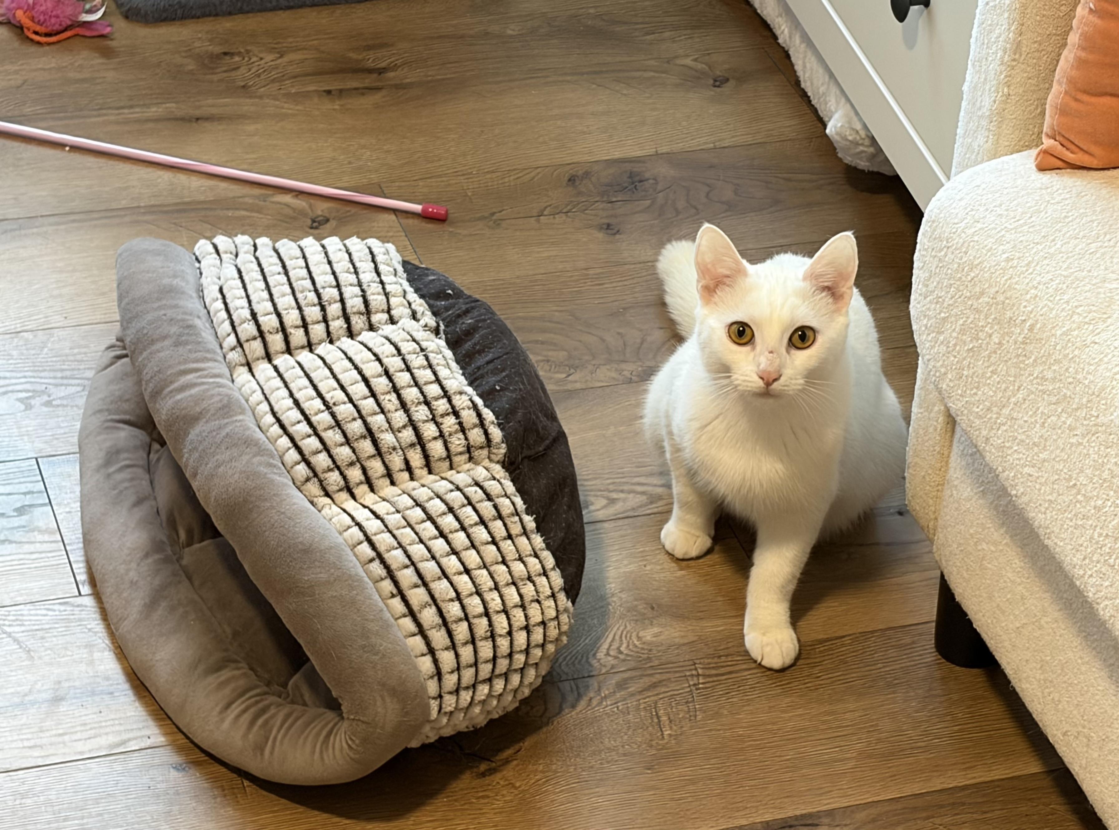 Enlarge Jack and Rose, a ADOPTABLE Domestic Short Hair in Leesburg, VA image 2/5