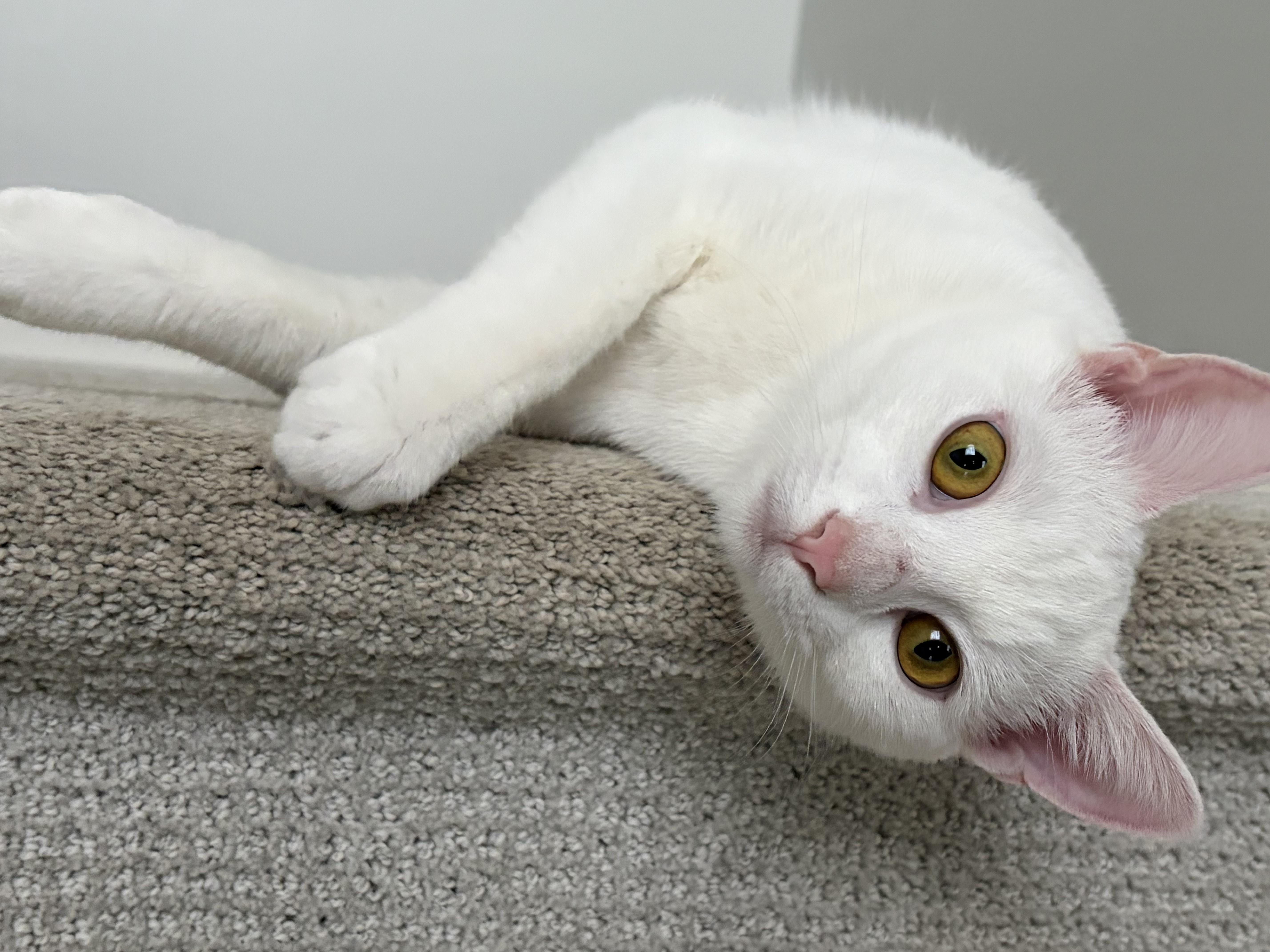 Enlarge Jack and Rose, a ADOPTABLE Domestic Short Hair in Leesburg, VA image 2/6