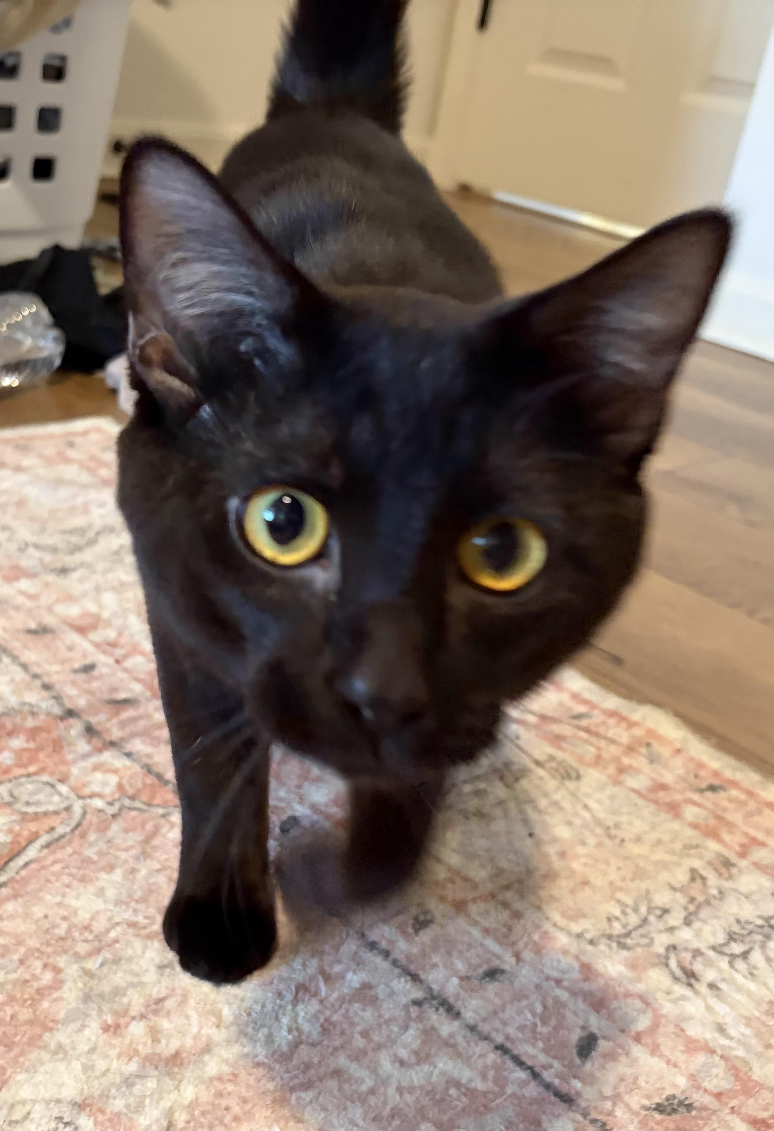 Enlarge Jack and Rose, a ADOPTABLE Domestic Short Hair in Leesburg, VA image 5/5