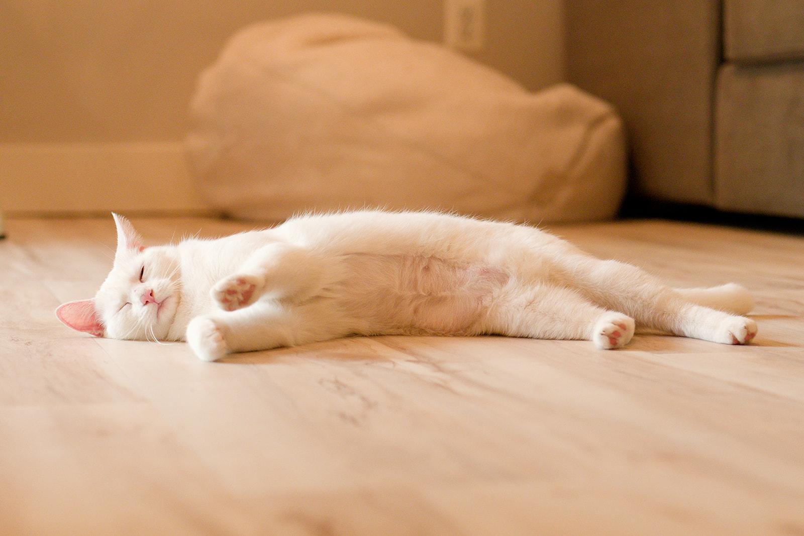 Enlarge Jack and Rose, a ADOPTABLE Domestic Short Hair in Leesburg, VA image 6/6