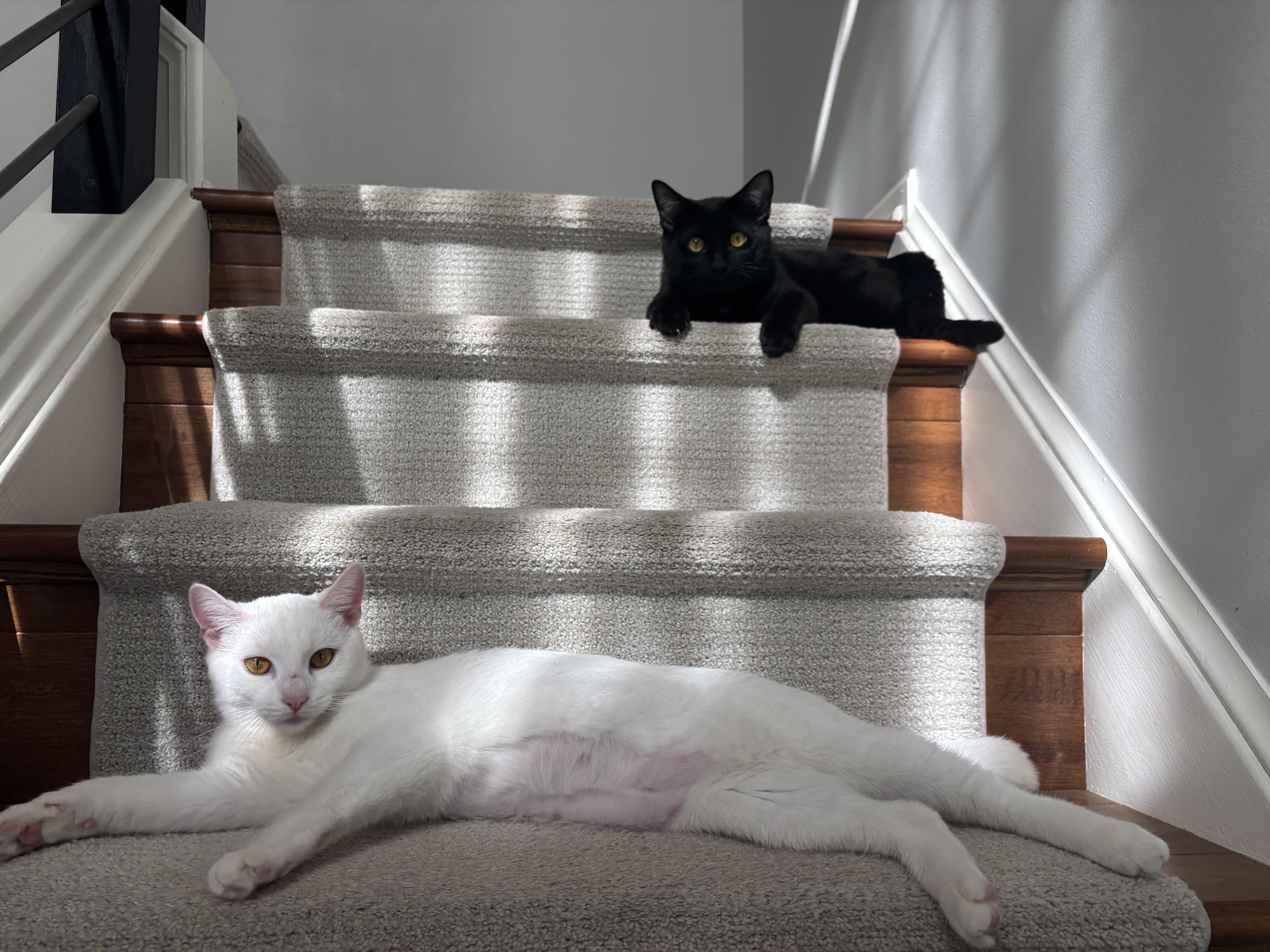 Enlarge Jack and Rose, a ADOPTABLE Domestic Short Hair in Leesburg, VA image 1/6