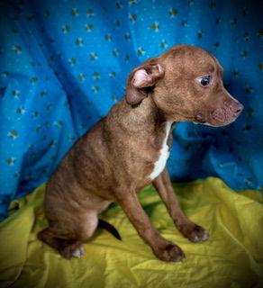 Reba- Puppy #1 (ACAC Litter #10/ 2025), Adoptable, Puppy Female French Bulldog.
