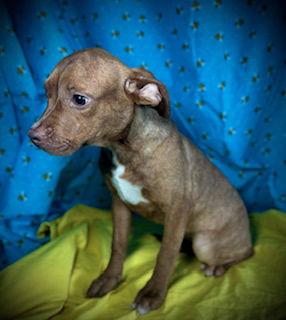 Enlarge Reba- Puppy #1 (ACAC Litter #10/ 2025), a Adoptable French Bulldog in Pleasanton, TX image 2/3