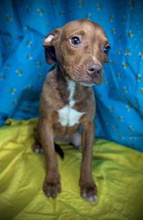 Enlarge Reba- Puppy #1 (ACAC Litter #10/ 2025), a Adoptable French Bulldog in Pleasanton, TX image 3/3