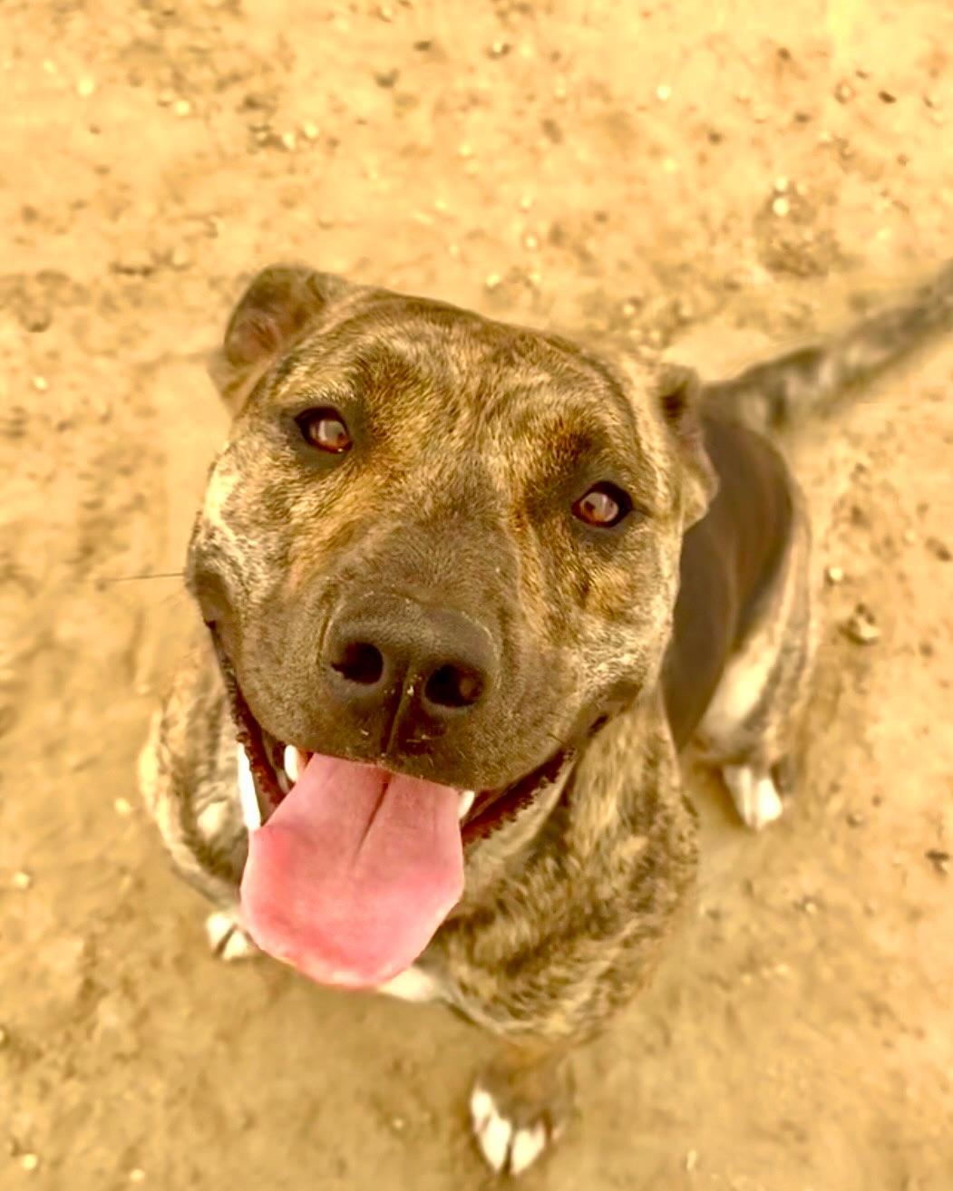 Enlarge NOVA, a Adoption Pending mixed breed in Joshua Tree, CA image 1/4