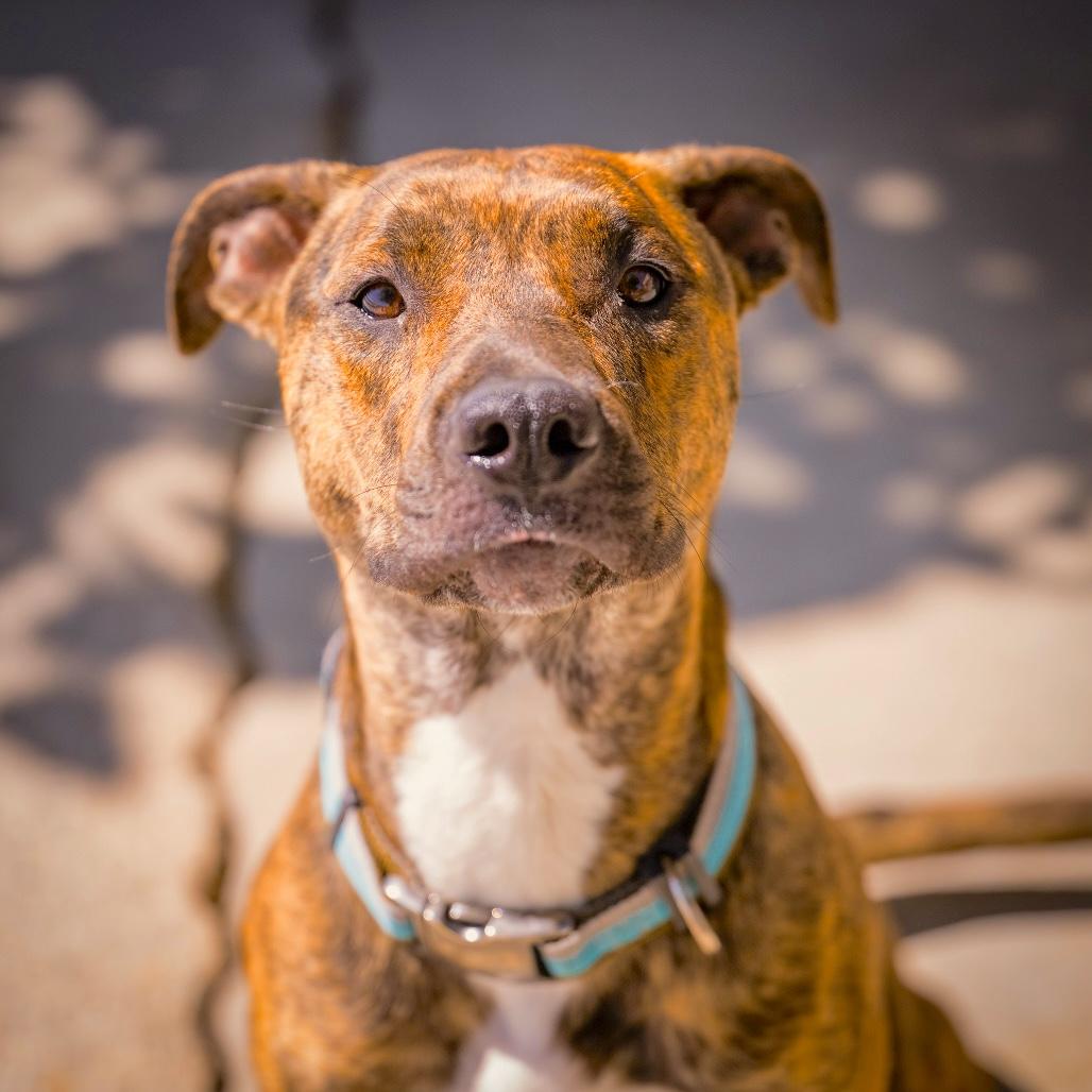Enlarge NOVA, a Adoption Pending mixed breed in Joshua Tree, CA image 3/4