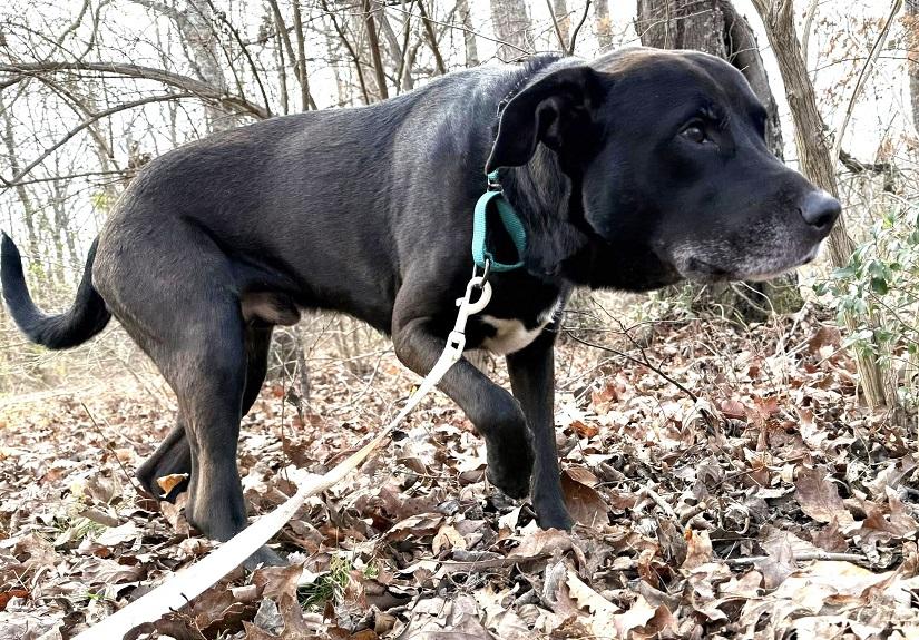 Enlarge CODY, an adoptable mixed breed in Pegram, TN image 2/4