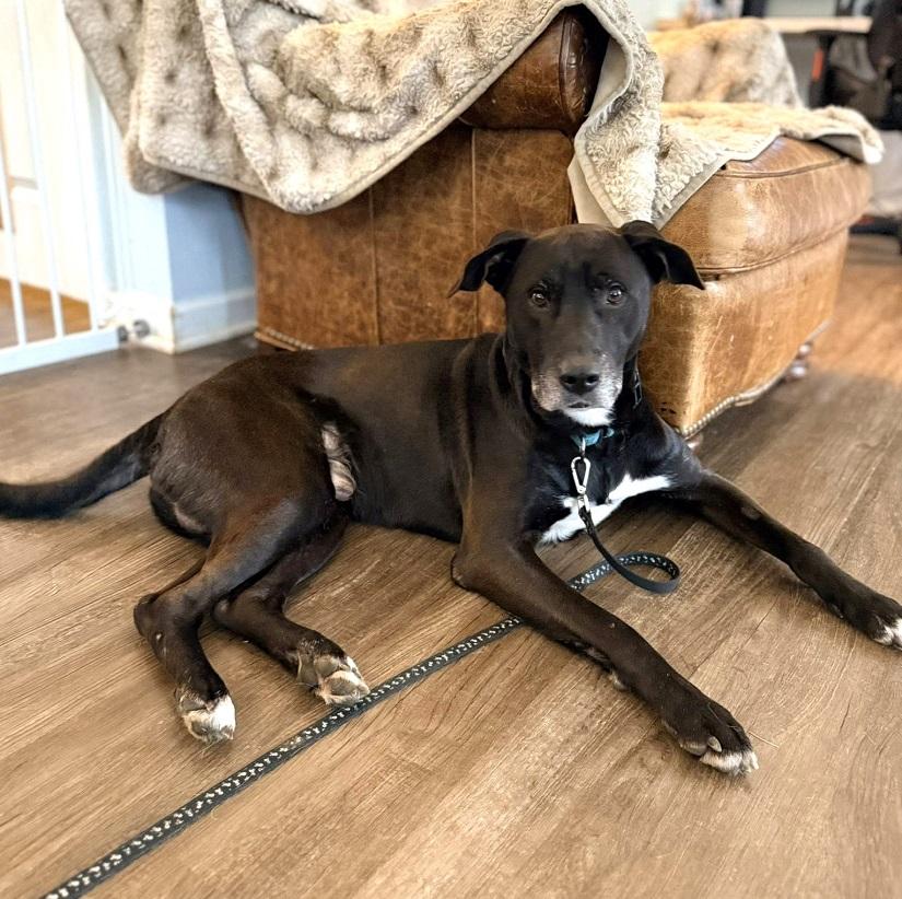 CODY, adoptable, Adult Male Labrador Retriever.