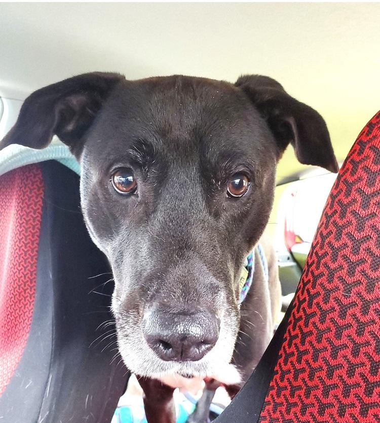 Enlarge CODY, an adoptable mixed breed in Pegram, TN image 4/4