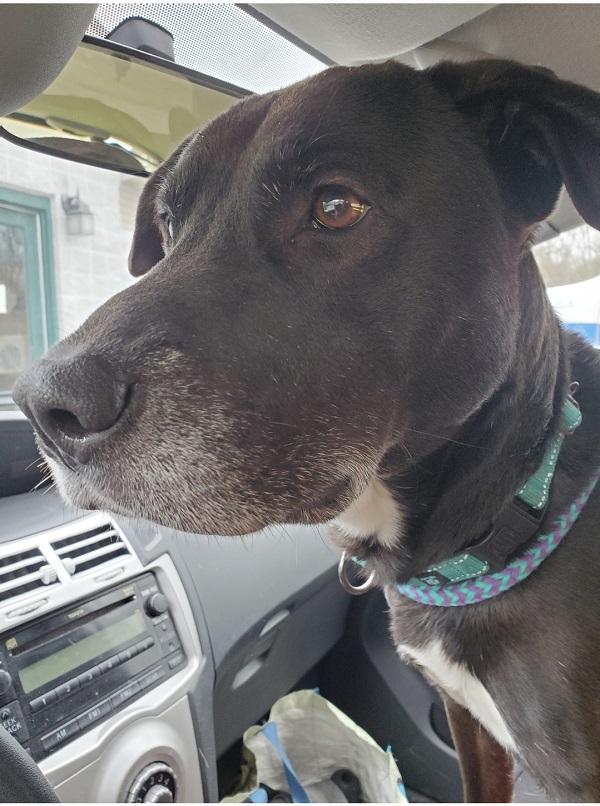 Enlarge CODY, an adoptable mixed breed in Pegram, TN image 3/4