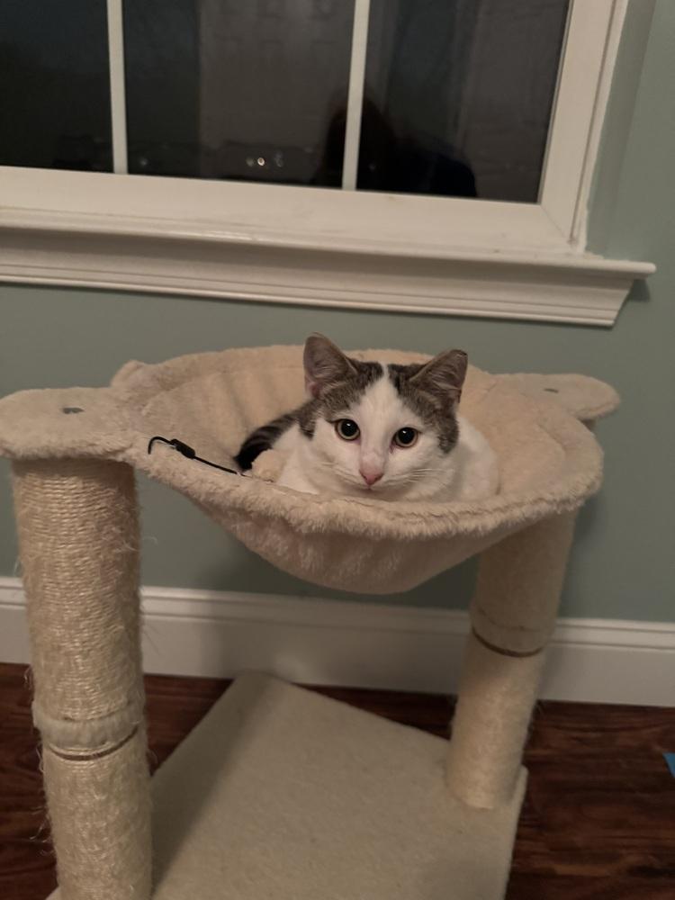 Enlarge Jack, a Adoptable mixed breed in Skippack, PA image 1/4