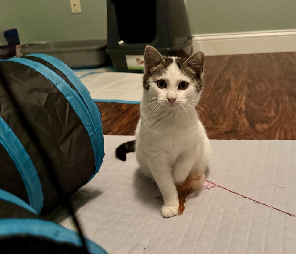 Enlarge Jack, a Adoptable mixed breed in Skippack, PA image 2/4