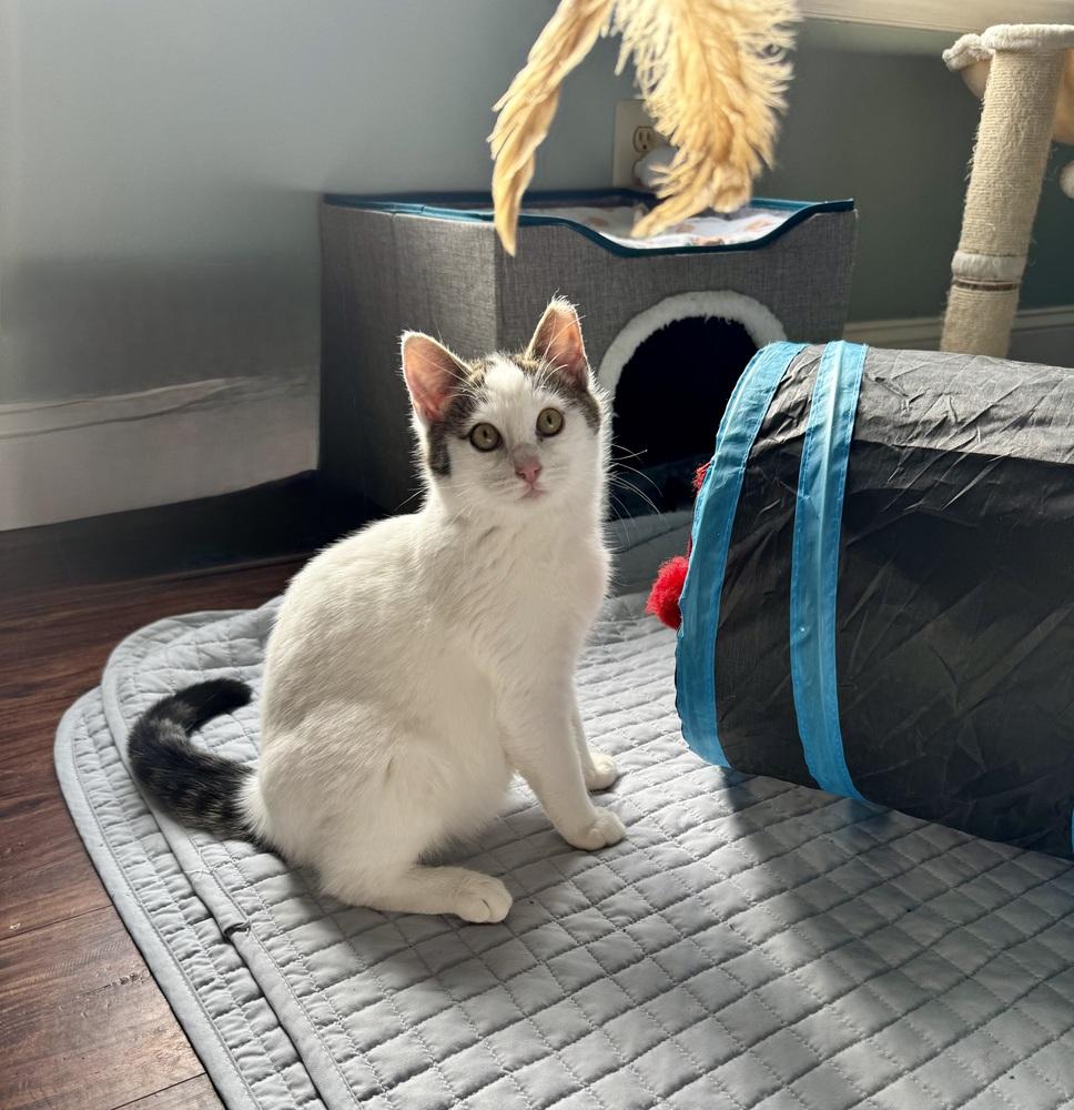 Enlarge Jack, a Adoptable mixed breed in Skippack, PA image 3/4