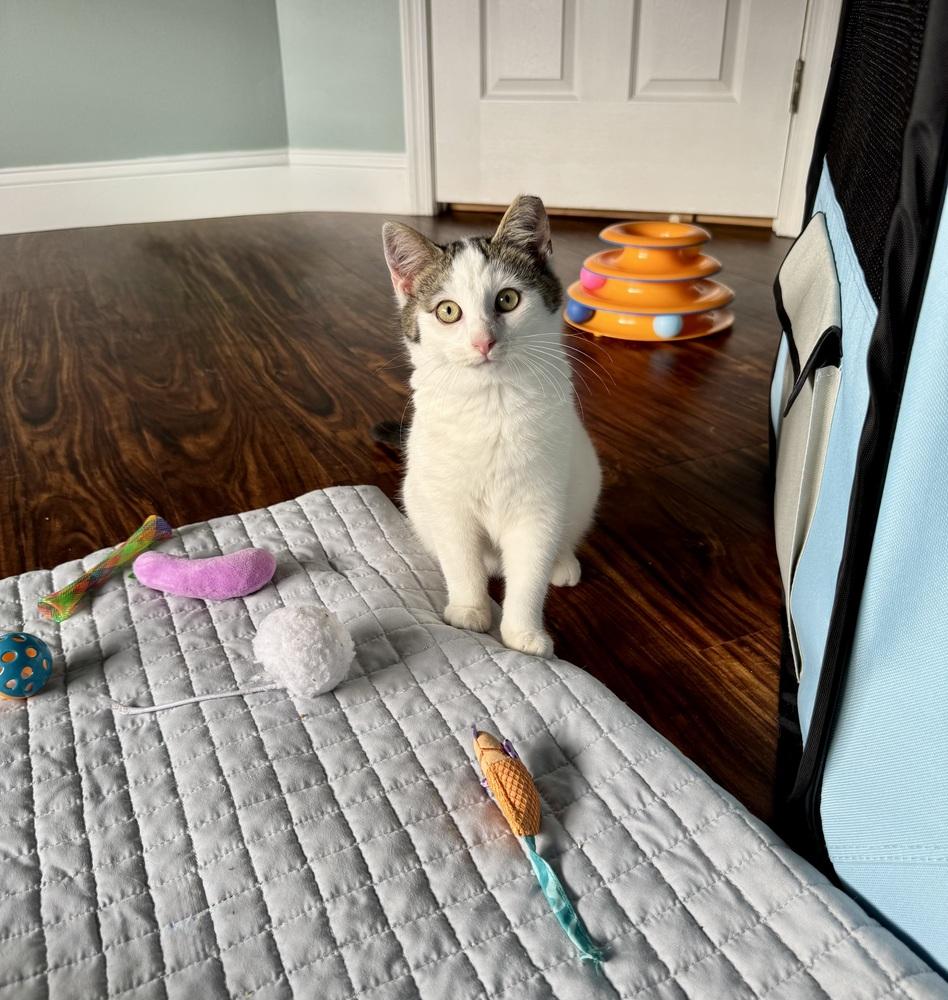 Enlarge Jack, a Adoptable mixed breed in Skippack, PA image 4/4