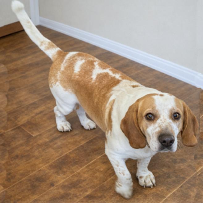 Enlarge Homer, a Adoptable mixed breed in London, OH image 5/5