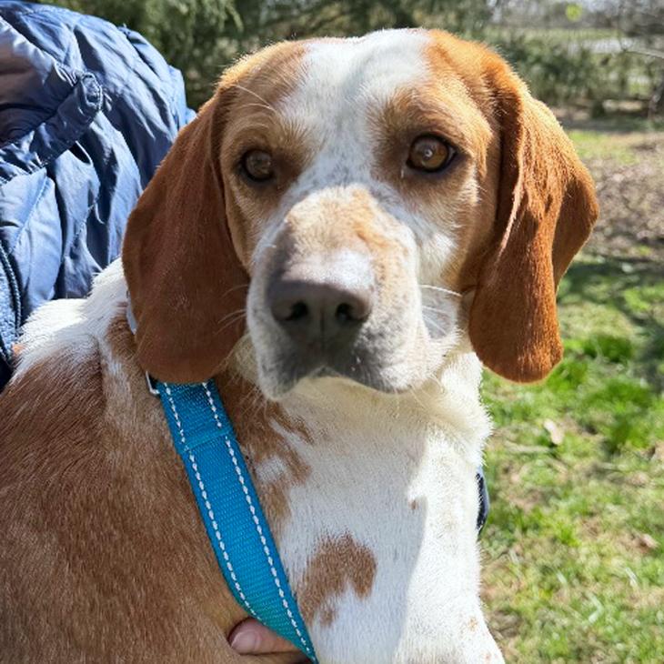 Enlarge Homer, a Adoptable mixed breed in London, OH image 4/5