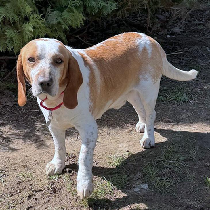 Enlarge Homer, a Adoptable mixed breed in London, OH image 3/5