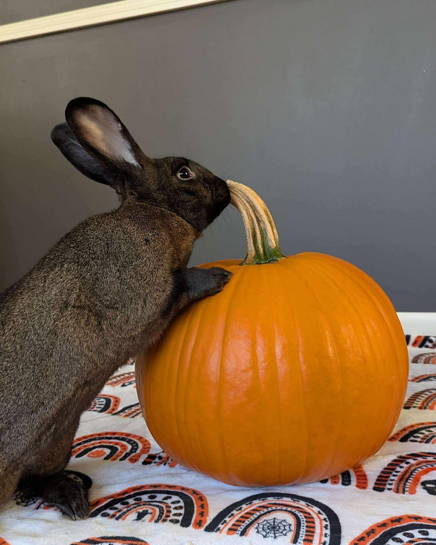 Harrison, a Adoptable Bunny Rabbit in Westbrook, ME image 3/6