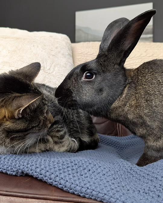 Harrison, a Adoptable Bunny Rabbit in Westbrook, ME image 6/6