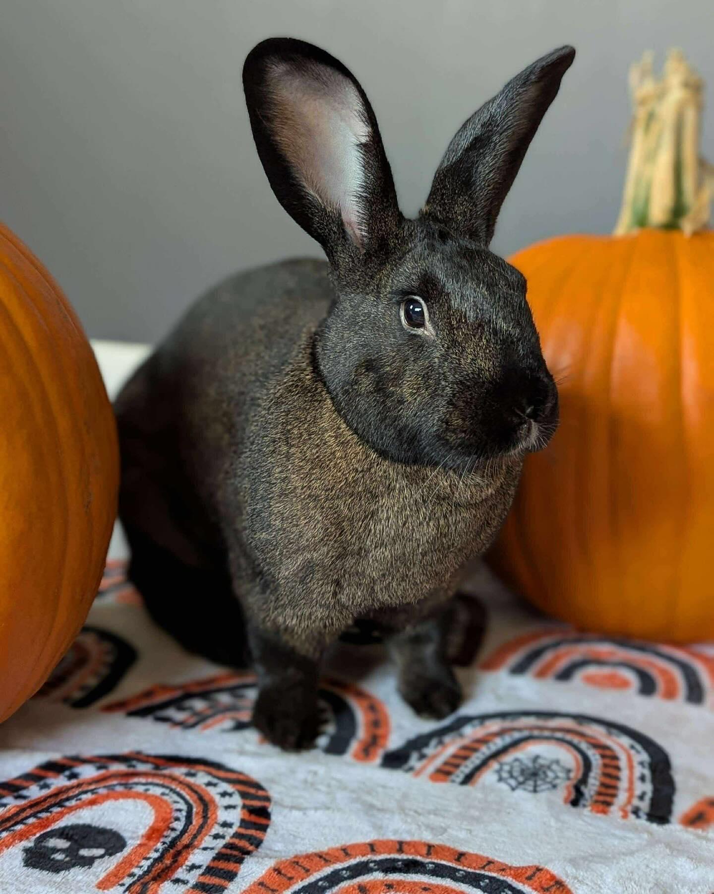 Harrison, a Adoptable Bunny Rabbit in Westbrook, ME image 2/6