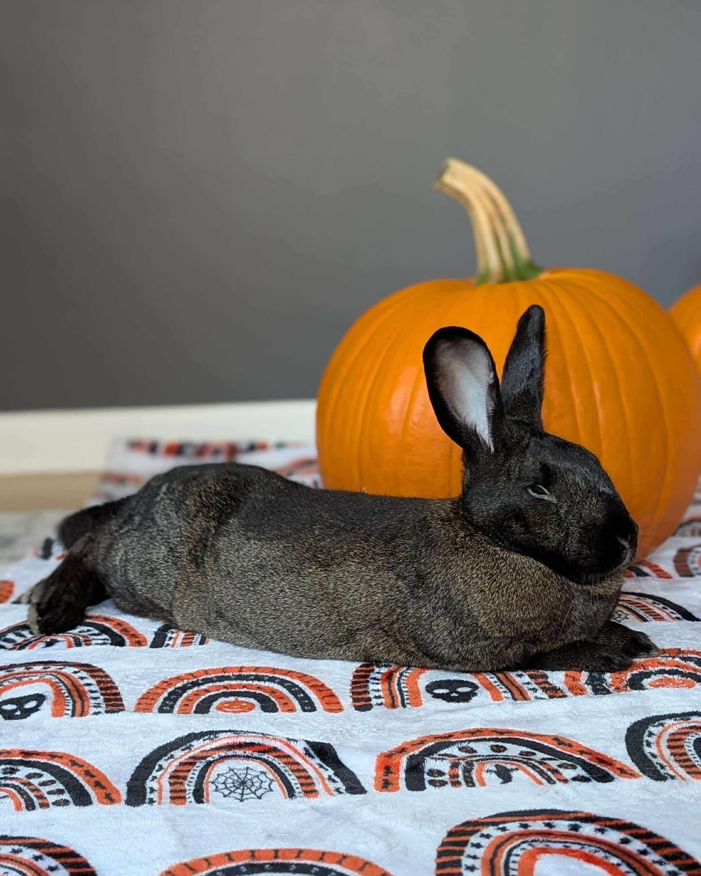 Harrison, a Adoptable Bunny Rabbit in Westbrook, ME image 5/6
