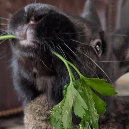 Harrison, a Adoptable Bunny Rabbit in Westbrook, ME image 4/6