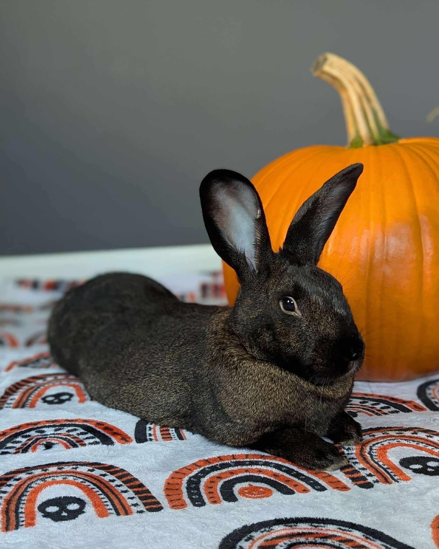 Harrison, a Adoptable Bunny Rabbit in Westbrook, ME image 1/6